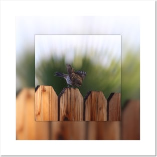 Female House Finch on Wooden Fence Digital Art Posters and Art